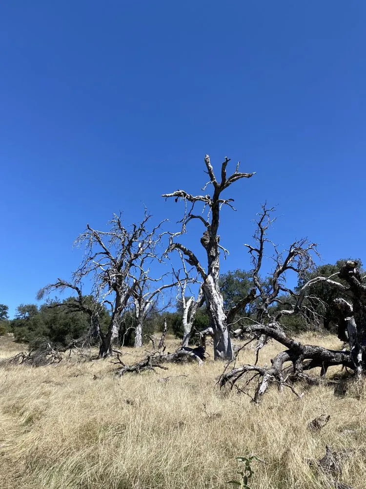 Trusted yard cleanup service experts serving Julian, CA - Julian Oak Firewood