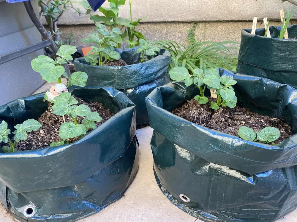 Custom residential landscaping experts serving Chula Vista, CA - Julian's Gardening Services