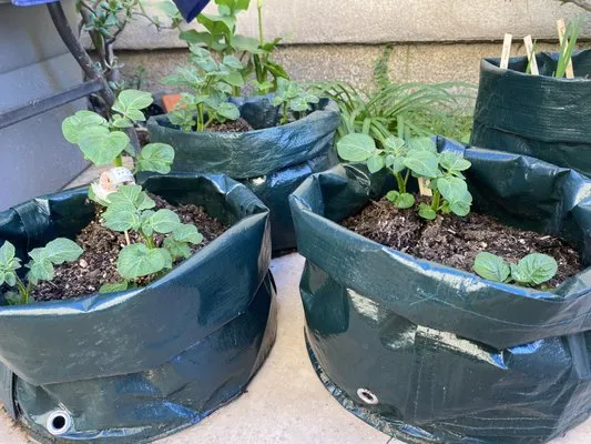 Julian's Gardening Services Logo