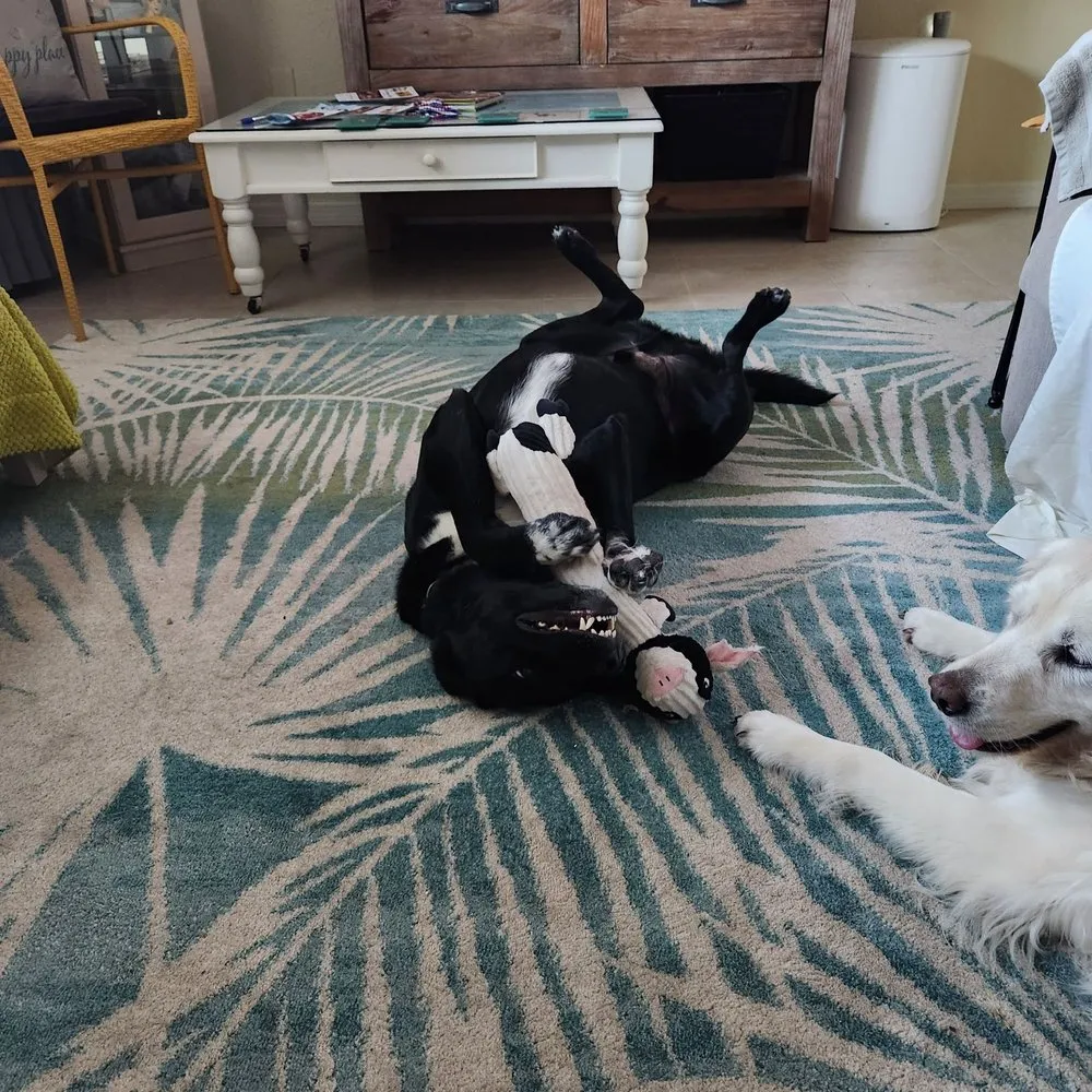 Custom outdoor landscaping for homes across Venice, FL - Julie & Wade Can Do It Concierge