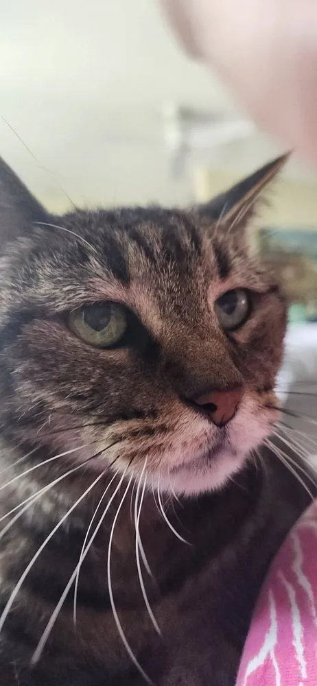 Custom yard maintenance for year-round maintenance across Venice, FL - Julie & Wade Can Do It Concierge