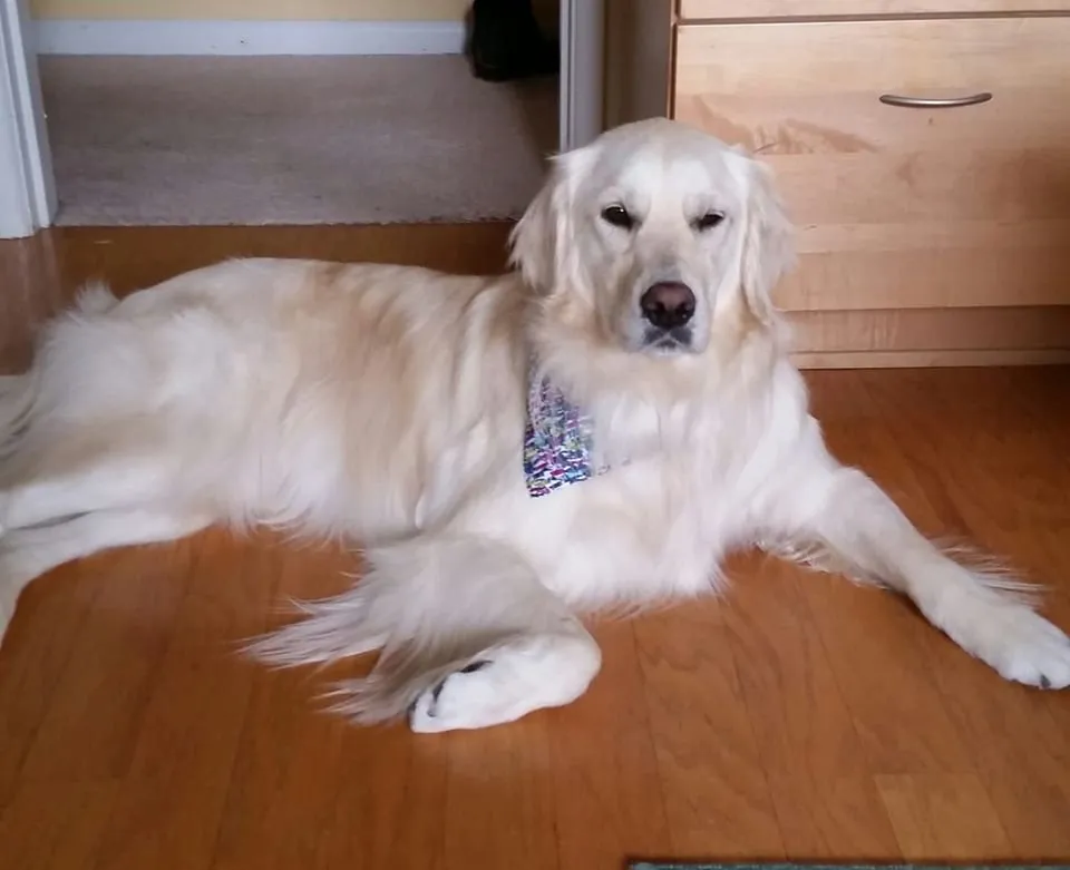 Reliable landscape installation in Venice, FL by Julie & Wade Can Do It Concierge