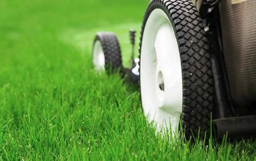 Affordable garden landscaping for year-round maintenance across Myrtle Beach, SC - Julio Lawn Love