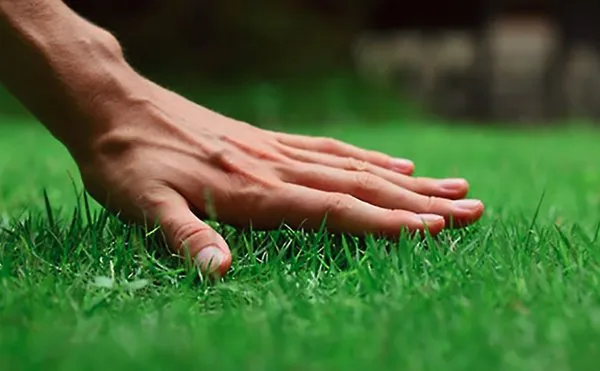 Julio Lawn Love Logo