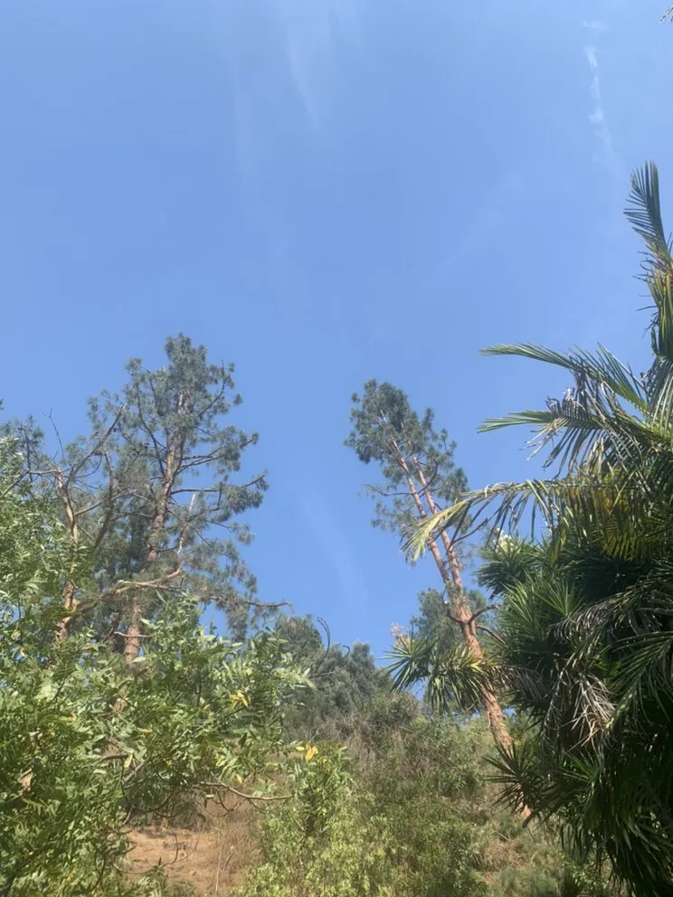 Expert yard cleanup service with custom design across Los Angeles, CA - Julio Muñoz Landscaping