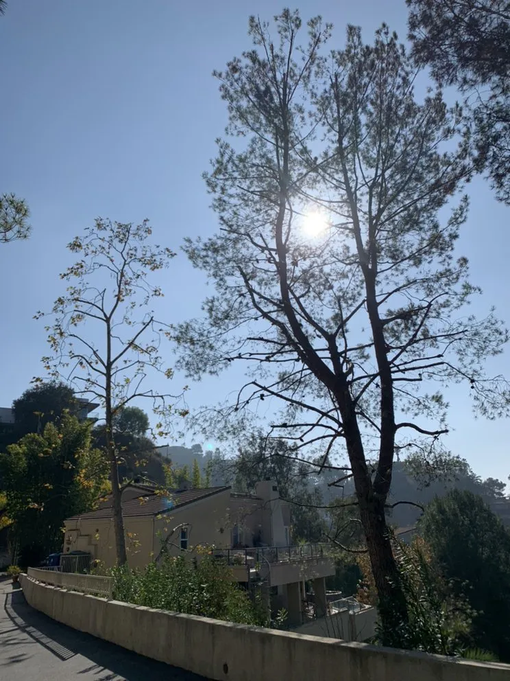 Affordable yard maintenance in Los Angeles, CA by Julio Muñoz Landscaping