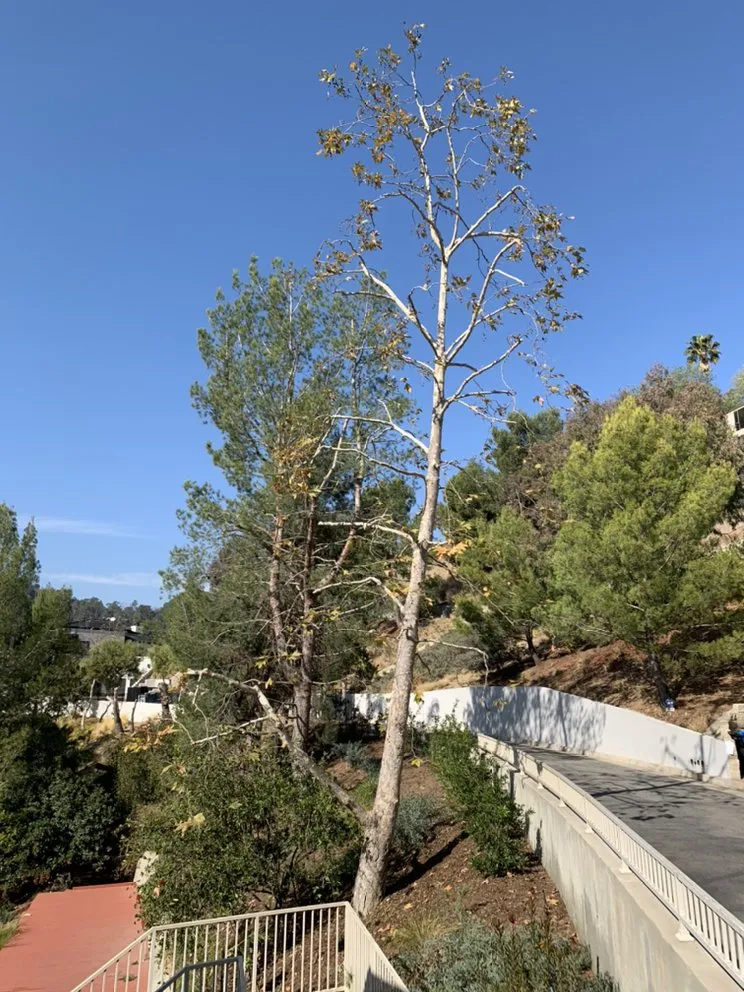 Custom landscaping services in Los Angeles, CA by Julio Muñoz Landscaping