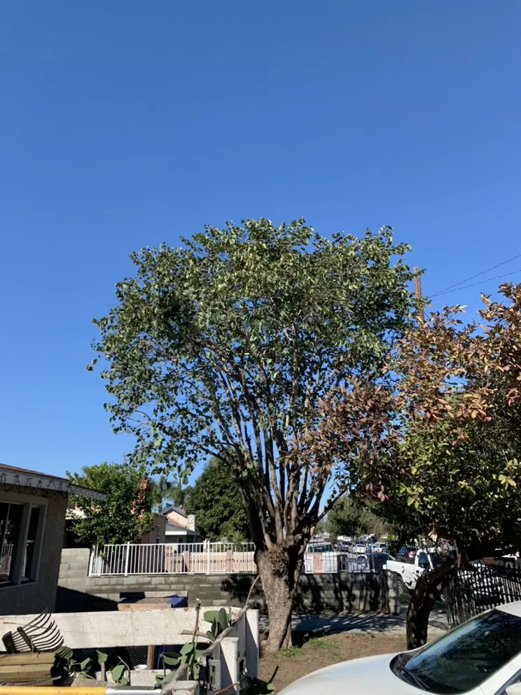 Top-rated outdoor landscaping for beautiful yards across Los Angeles, CA - Julio Muñoz Landscaping