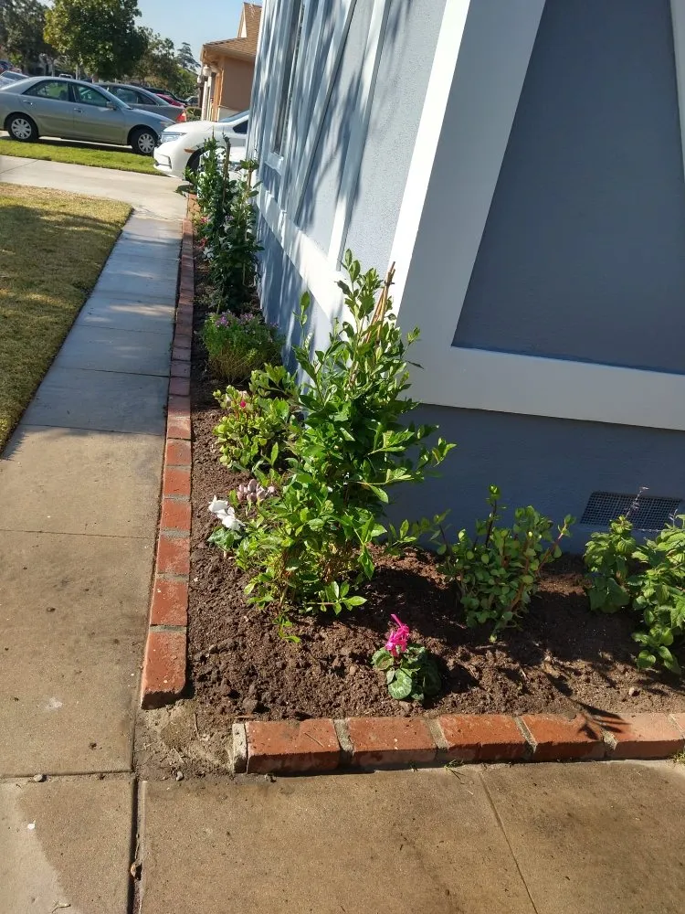 Affordable lawn mowing service in Brea, CA by Julio Santiago's Landscape Service