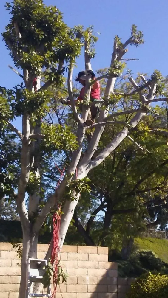 Expert outdoor landscaping in Brea, CA - Julio Santiago's Landscape Service