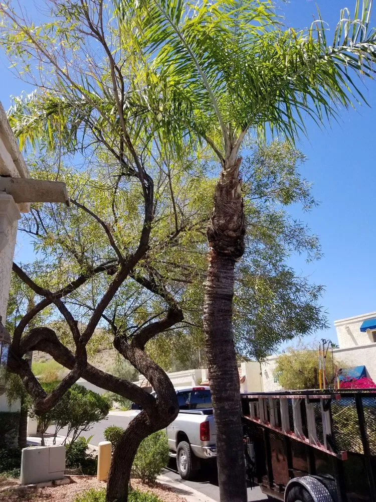 Custom residential landscaping in Mesa, AZ - Julio Tree care & landscaping services