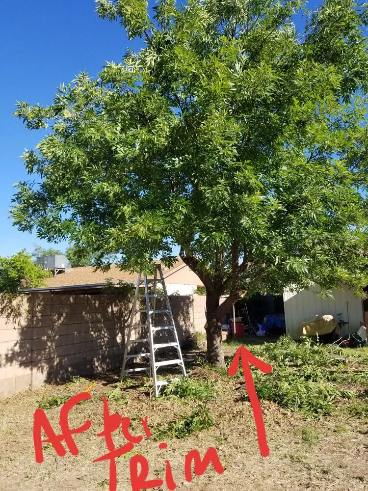Local yard maintenance in Mesa, AZ - Julio Tree care & landscaping services