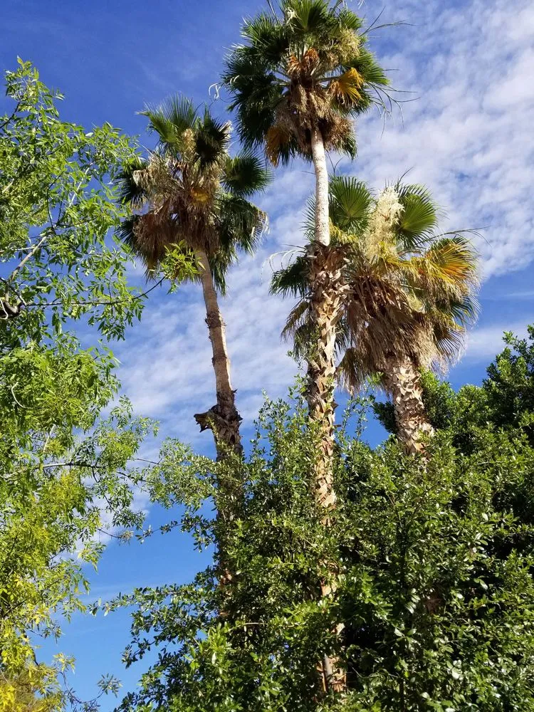 Affordable residential landscaping with custom design in Mesa, AZ by Julio Tree care & landscaping services