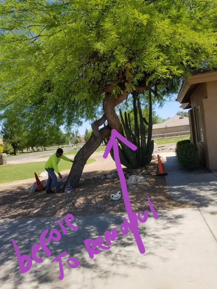 Top-rated landscape design near you across Mesa, AZ - Julio Tree care & landscaping services