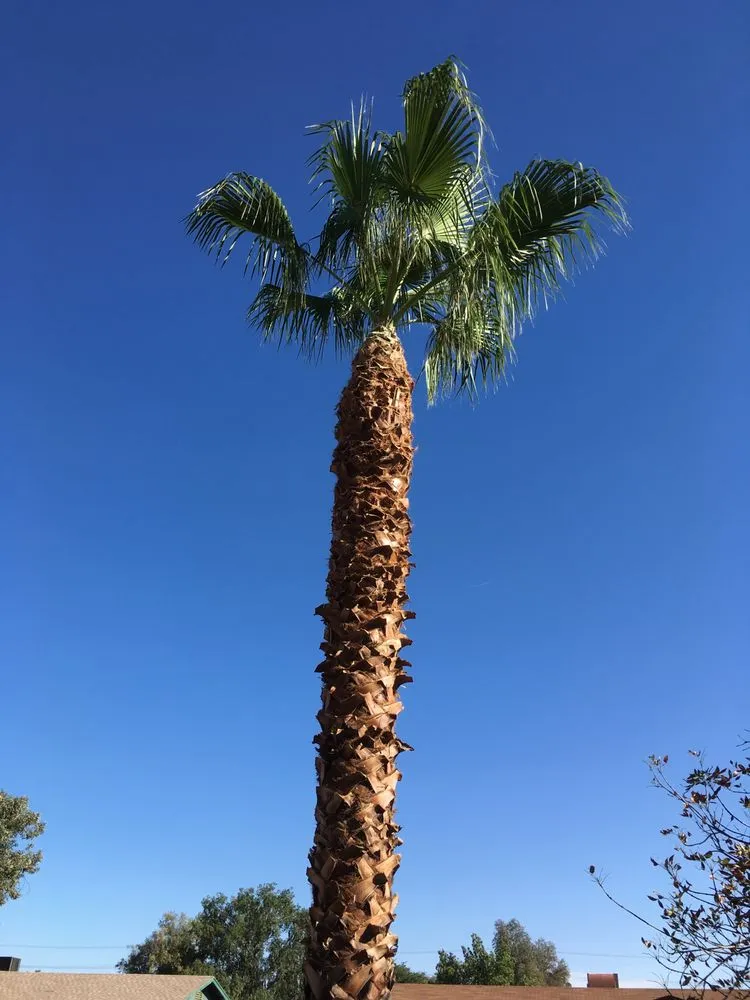 Reliable lawn mowing service for beautiful yards in Mesa, AZ by Julio Tree care & landscaping services