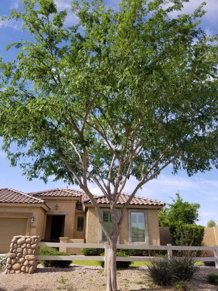 Affordable landscaping services experts serving Mesa, AZ - Julio Tree care & landscaping services