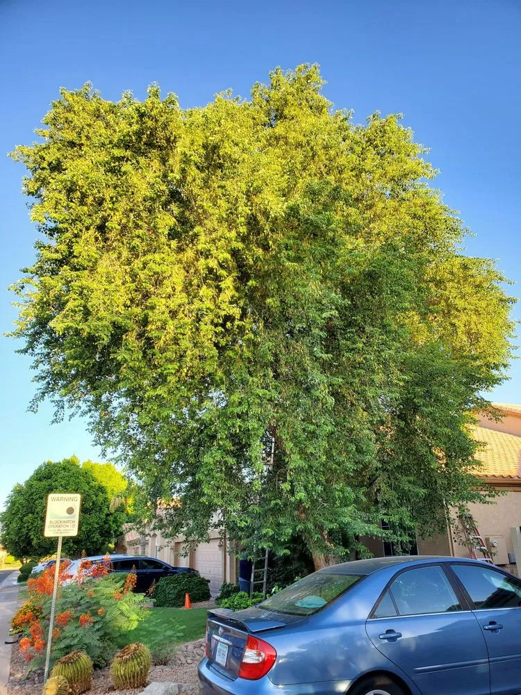 Local residential landscaping in Mesa, AZ by Julio Tree care & landscaping services