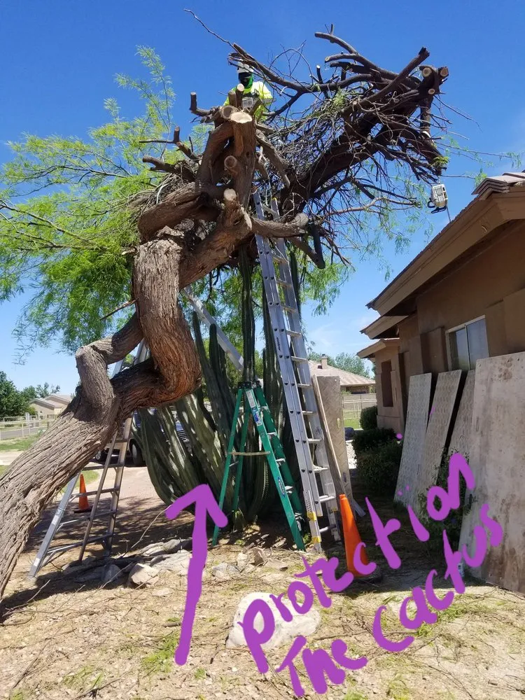 Trusted lawn care service for outdoor upgrades across Mesa, AZ - Julio Tree care & landscaping services