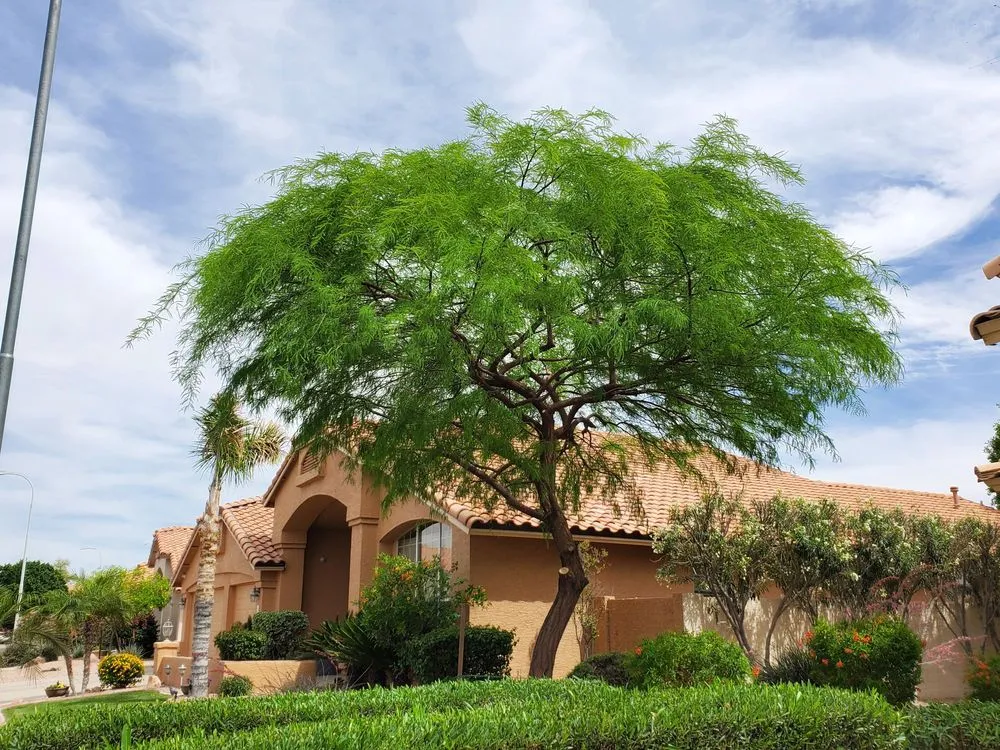 Reliable garden landscaping for beautiful yards in Mesa, AZ by Julio Tree care & landscaping services