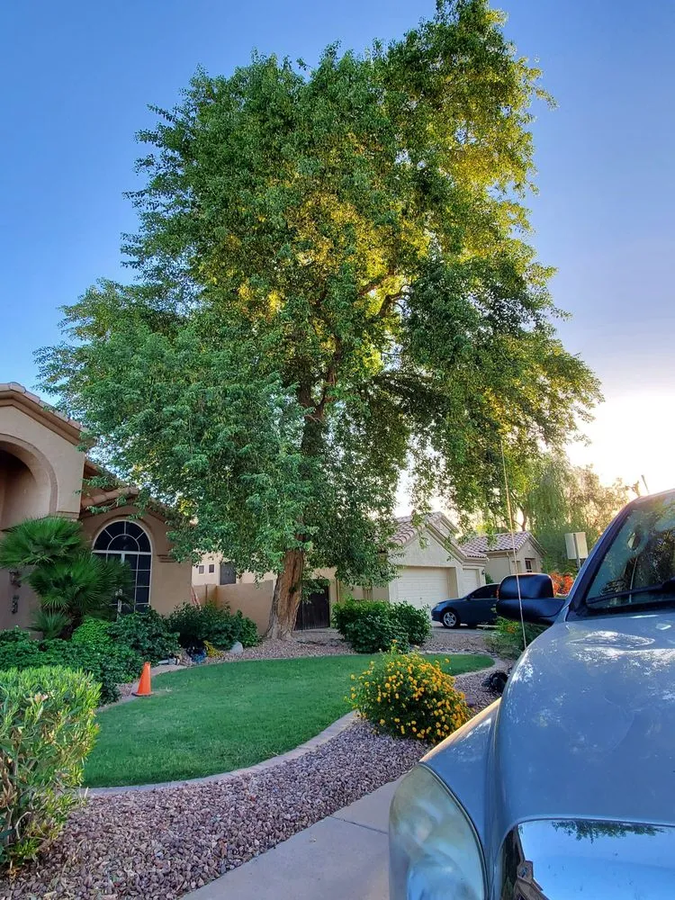 Affordable garden landscaping experts serving Mesa, AZ - Julio Tree care & landscaping services