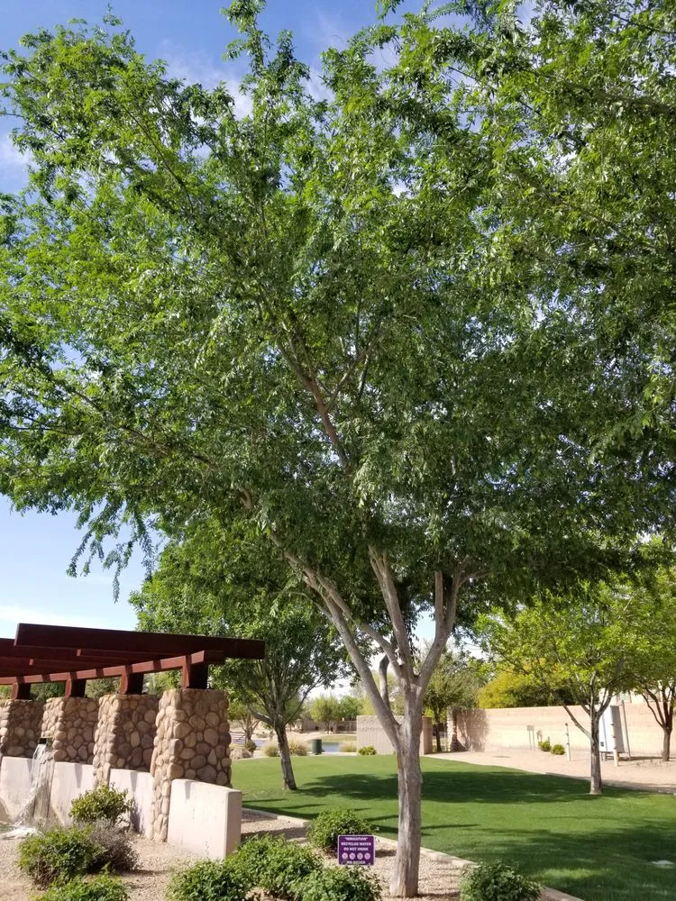 Custom landscape installation for outdoor upgrades in Mesa, AZ by Julio Tree care & landscaping services