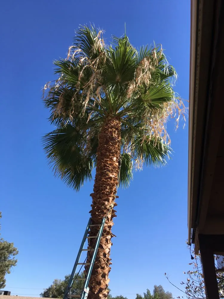 Trusted lawn mowing service experts serving Mesa, AZ - Julio Tree care & landscaping services