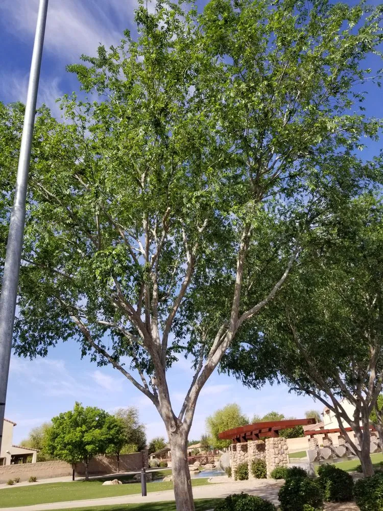 Expert yard maintenance for residential properties across Mesa, AZ - Julio Tree care & landscaping services