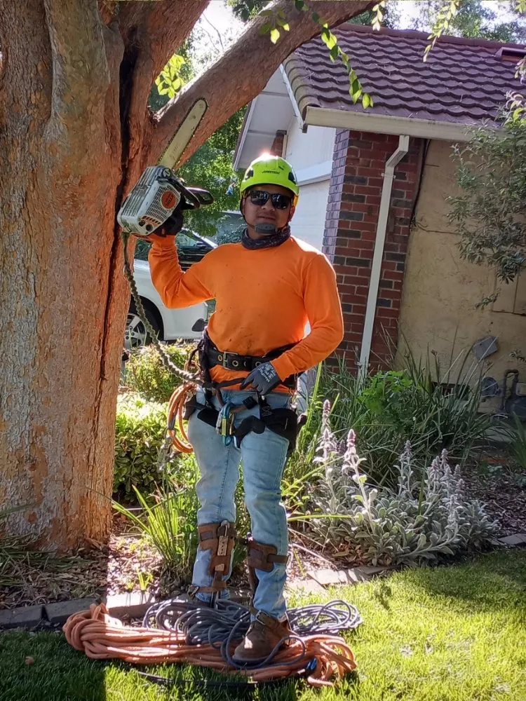 Top-rated landscape design in Sacramento, CA - Julio Tree Care