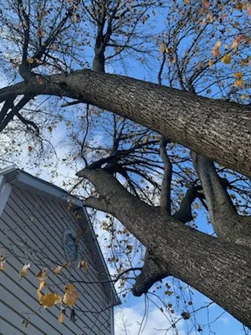 Professional landscape design for homes in Simpsonville, KY by Julio Tree Service & Landscape