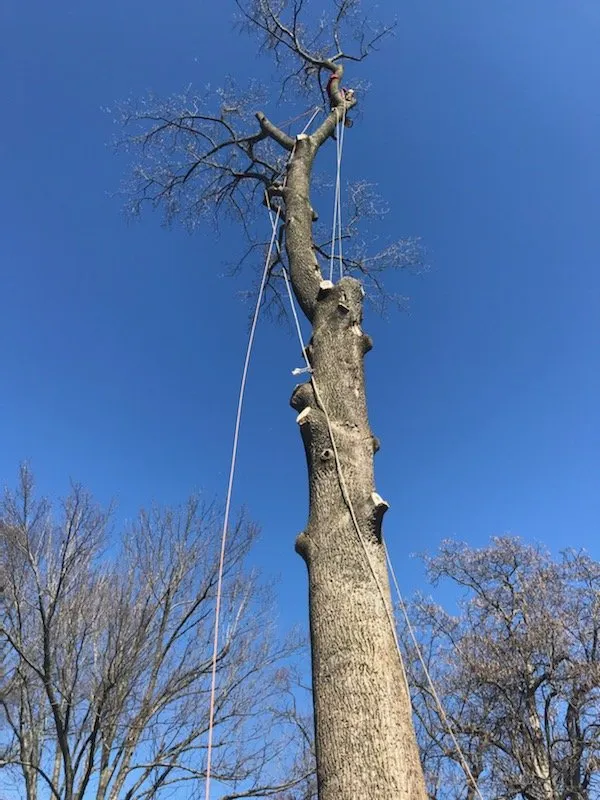 Custom yard cleanup service experts serving Simpsonville, KY - Julio Tree Service & Landscape