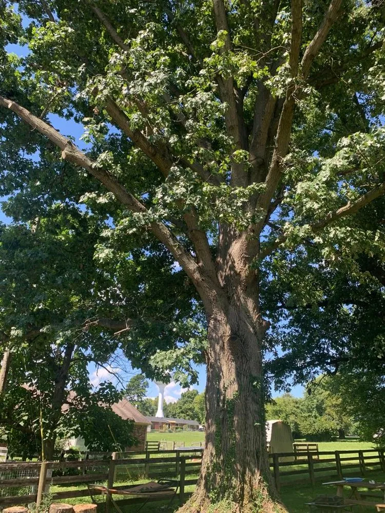 Reliable residential landscaping in Simpsonville, KY - Julio Tree Service & Landscape