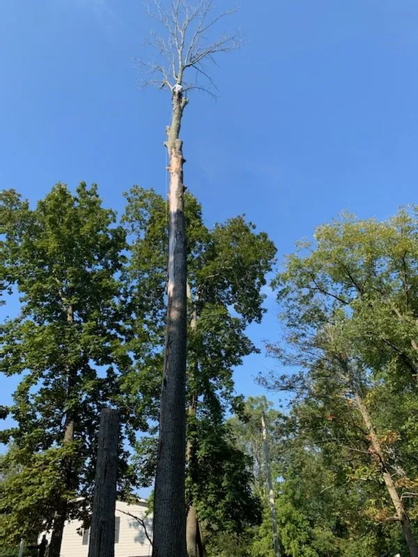 Trusted landscape installation for homes across Simpsonville, KY - Julio Tree Service & Landscape