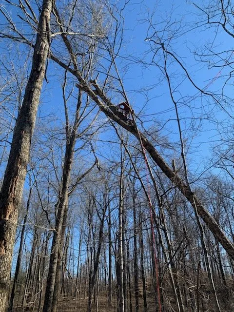 Top-rated outdoor landscaping in Simpsonville, KY by Julio Tree Service & Landscape