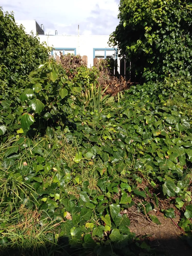 Professional yard maintenance for beautiful yards across San Francisco, CA - Julio's Landscape Maintenance