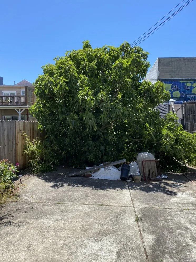 Expert residential landscaping for year-round maintenance in San Francisco, CA by Julio's Landscape Maintenance