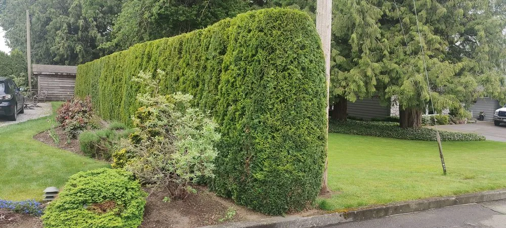 Professional lawn care service with custom design across Lynden, WA - Julio's Landscaping