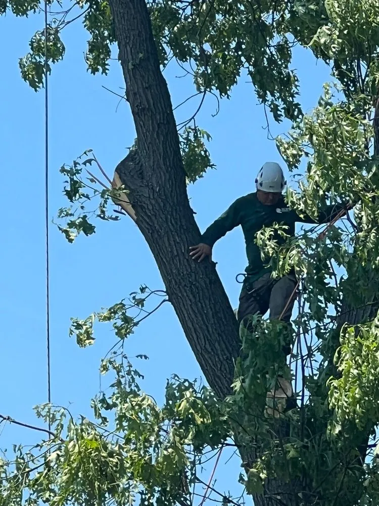 Expert yard maintenance experts serving Bound Brook, NJ - Julio's Tree Services