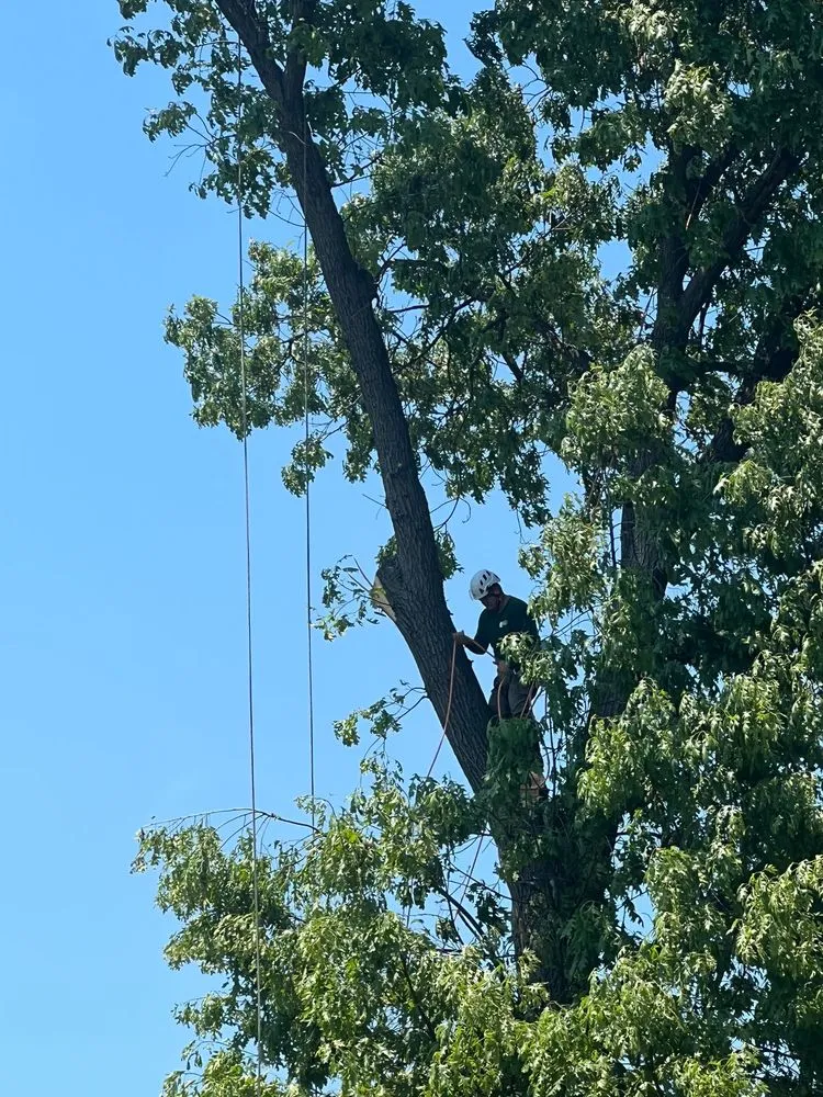 Custom yard cleanup service in Bound Brook, NJ - Julio's Tree Services