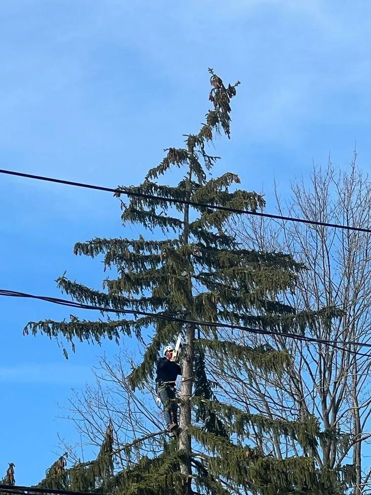 Affordable outdoor landscaping experts serving Bound Brook, NJ - Julio's Tree Services