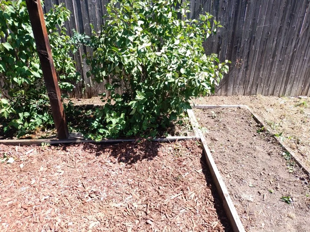 Trusted lawn care service in Greenwood Village, CO by Jungle Landscape Pros