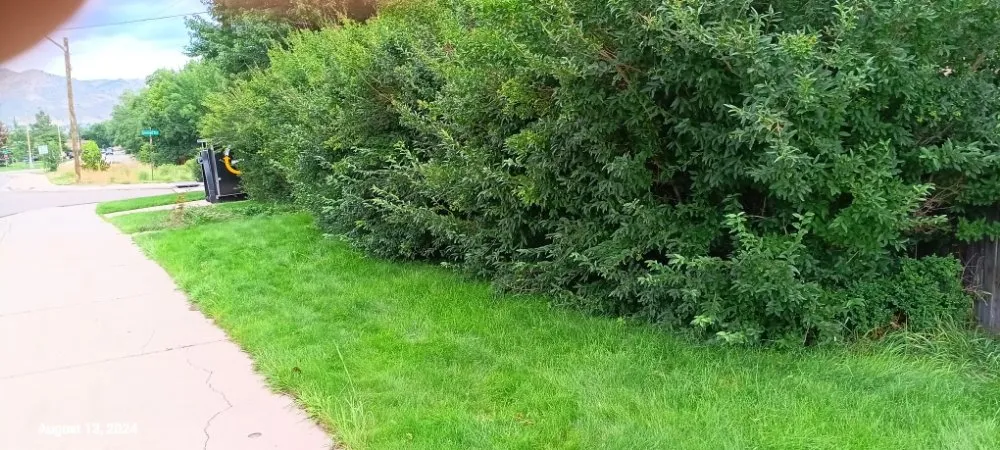 Professional yard cleanup service in Greenwood Village, CO by Jungle Landscape Pros