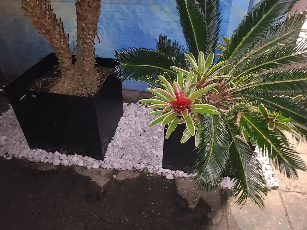 Local landscaping services in Jacksonville, FL - Jungle Life Landscape