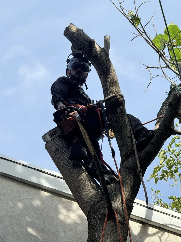 Reliable landscape design for homes across Philadelphia, PA - Jungle Tree Landscaping