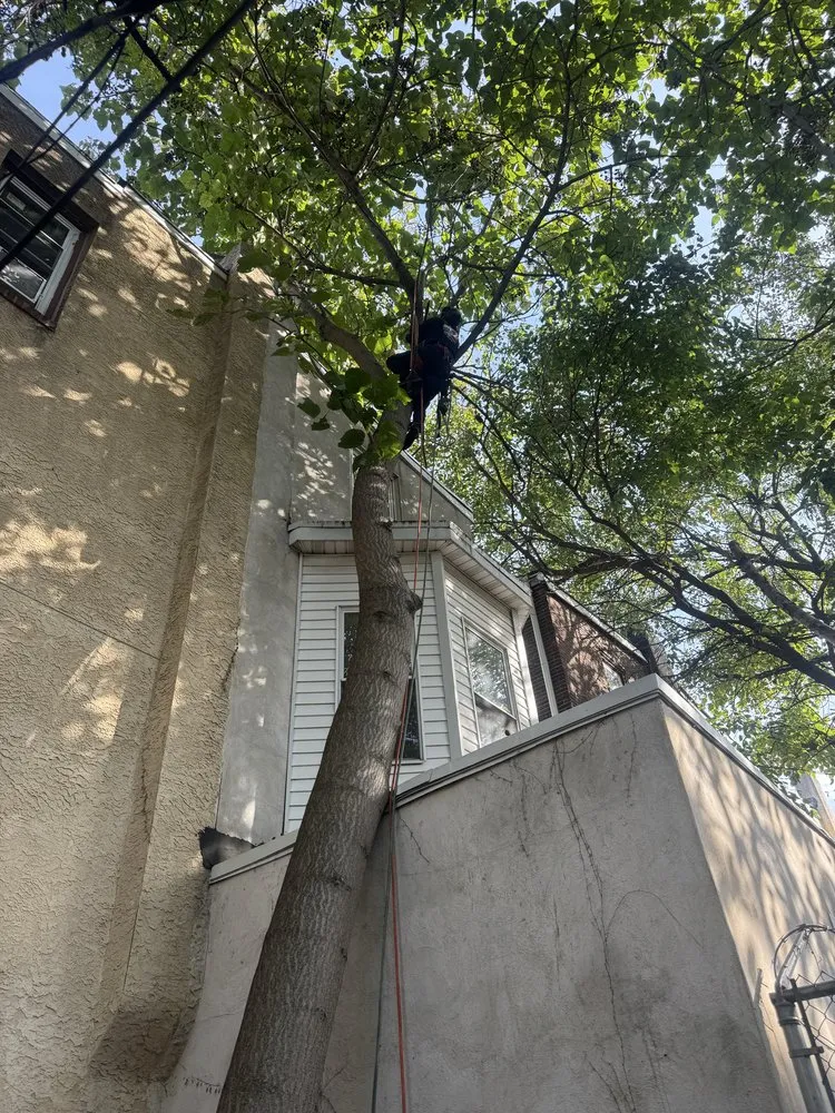 Local outdoor landscaping with custom design across Philadelphia, PA - Jungle Tree Landscaping