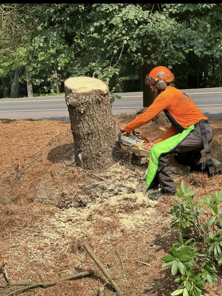 Affordable landscape installation in Philadelphia, PA by Jungle Tree Landscaping