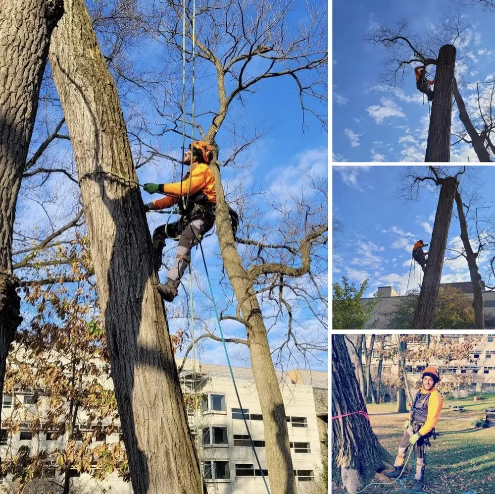 Expert landscaping services for year-round maintenance in Philadelphia, PA by Jungle Tree Landscaping