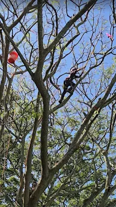 Affordable lawn care service in Pāhoa, HI by Jungle Warfare