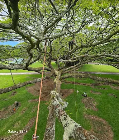 Top-rated landscape installation in Pāhoa, HI - Jungle Warfare