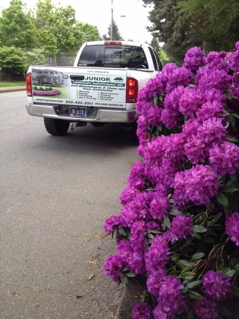 Custom yard maintenance for residential properties in Beaverton, OR by Junior Landscape Maintenance