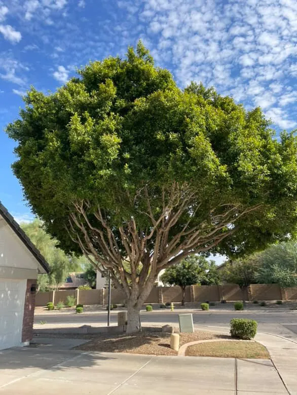 Custom outdoor landscaping near you in Chandler, AZ by Junior Landscaping